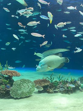 サンシャイン水族館に投稿された画像（2021/1/16）