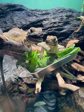 サンシャイン水族館に投稿された画像（2021/1/16）