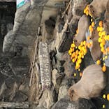 伊豆シャボテン動物公園に投稿された画像（2021/1/16）