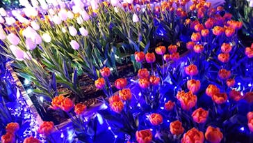 江の島シーキャンドルに投稿された画像（2021/1/16）