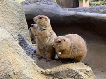 神戸どうぶつ王国に投稿された画像（2021/1/16）