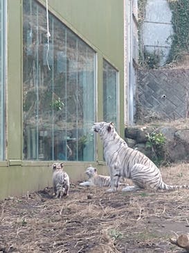 伊豆アニマルキングダムに投稿された画像（2021/1/16）