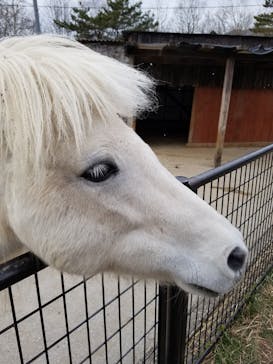 秋吉台自然動物公園 サファリランドに投稿された画像（2021/1/17）