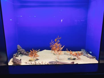 アクアワールド茨城県大洗水族館に投稿された画像（2021/1/17）