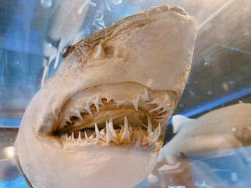 アクアワールド茨城県大洗水族館に投稿された画像（2021/1/17）