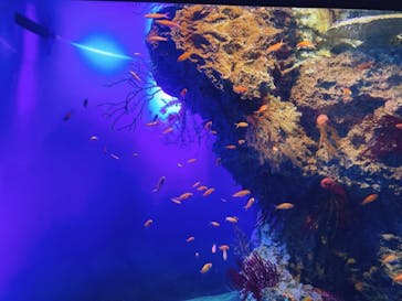 アクアワールド茨城県大洗水族館に投稿された画像（2021/1/17）