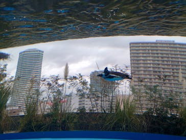 サンシャイン水族館に投稿された画像（2021/1/17）