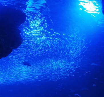 京都水族館に投稿された画像（2021/1/17）