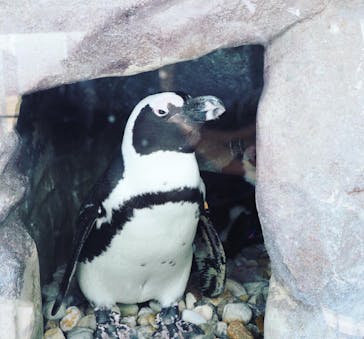 京都水族館に投稿された画像（2021/1/17）