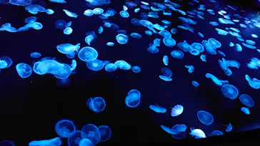 すみだ水族館に投稿された画像（2021/1/17）