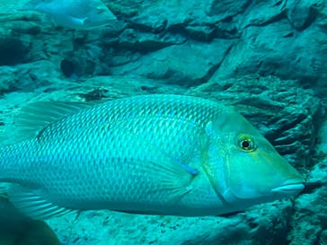 大分マリーンパレス水族館 「うみたまご」に投稿された画像（2021/1/17）