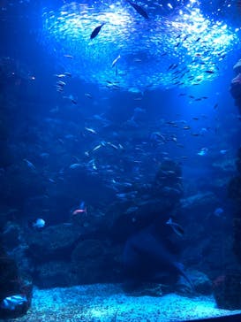 京都水族館に投稿された画像（2021/1/17）