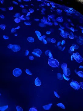 すみだ水族館に投稿された画像（2021/1/17）