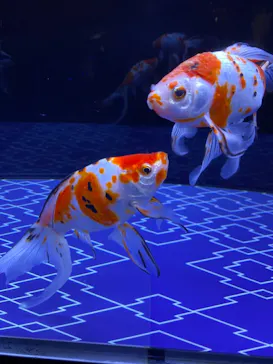 すみだ水族館に投稿された画像（2021/1/17）