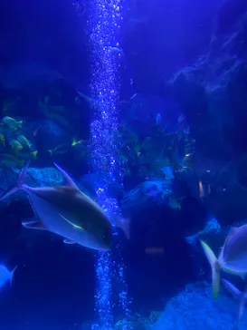 すみだ水族館に投稿された画像（2021/1/17）