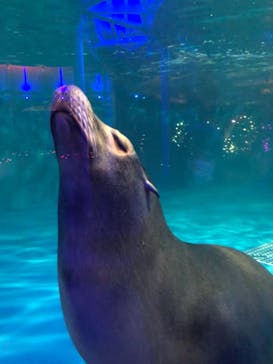 サンシャイン水族館に投稿された画像（2021/1/17）