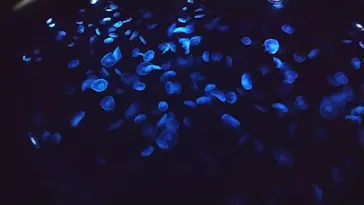 すみだ水族館に投稿された画像（2021/1/17）