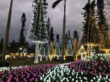 美らヤシパークオキナワ・東南植物楽園に投稿された画像（2021/1/17）