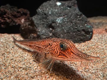 サンシャイン水族館に投稿された画像（2021/1/18）