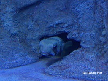 しながわ水族館に投稿された画像（2021/1/18）