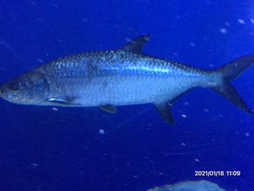 しながわ水族館に投稿された画像（2021/1/18）