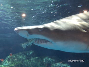 しながわ水族館に投稿された画像（2021/1/18）
