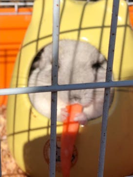 しろとり動物園に投稿された画像（2021/1/18）