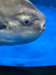 仙台うみの杜水族館に投稿された画像（2021/1/18）