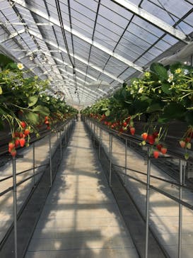 いのさんの観光農園に投稿された画像（2021/1/18）