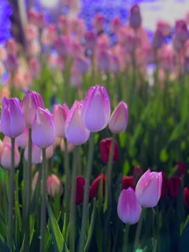 江の島シーキャンドルに投稿された画像（2021/1/18）