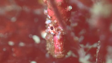 葉山ダイビングサービスに投稿された画像（2021/1/19）