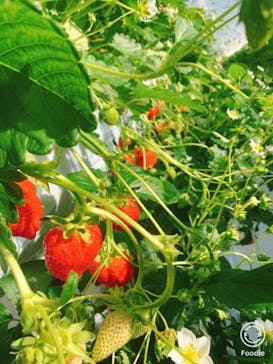 井上寅雄農園に投稿された画像（2021/1/19）