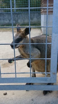 しろとり動物園に投稿された画像（2021/1/19）