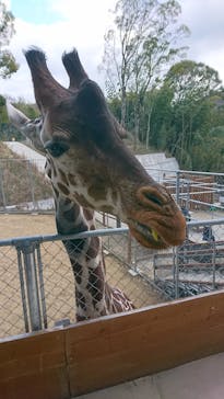 しろとり動物園に投稿された画像（2021/1/19）
