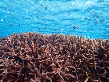 宮古島 ADVENTURE PiPi（ミヤコジマ アドベンチャー ピピ）に投稿された画像（2021/1/19）