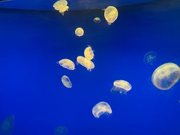 大分マリーンパレス水族館 「うみたまご」に投稿された画像（2021/1/20）