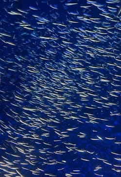 大分マリーンパレス水族館 「うみたまご」に投稿された画像（2021/1/20）