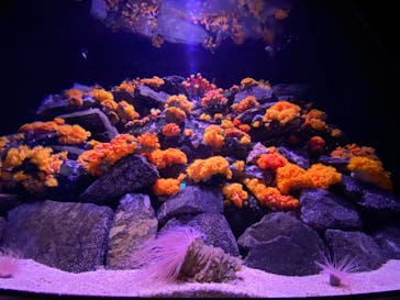 大分マリーンパレス水族館 「うみたまご」に投稿された画像（2021/1/20）