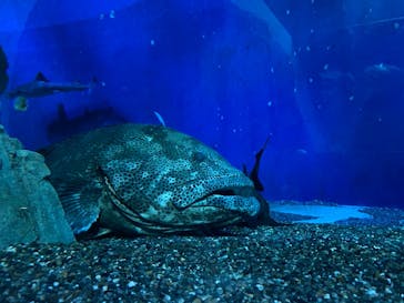 大分マリーンパレス水族館 「うみたまご」に投稿された画像（2021/1/20）