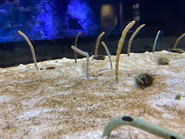 すみだ水族館に投稿された画像（2021/1/21）