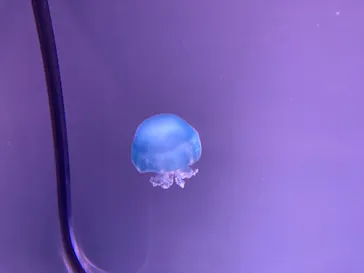 すみだ水族館に投稿された画像（2021/1/21）