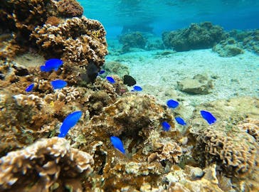 青の洞窟専門店　沖縄ダイビングショップ和に投稿された画像（2021/1/21）