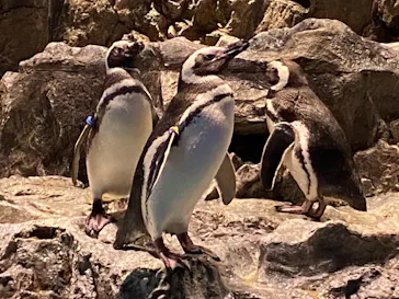 すみだ水族館に投稿された画像（2021/1/21）