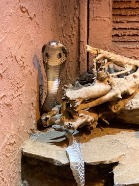 体感型動物園iZooに投稿された画像（2021/1/22）