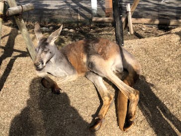 神戸どうぶつ王国に投稿された画像（2021/1/22）