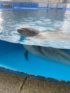 大分マリーンパレス水族館 「うみたまご」に投稿された画像（2021/1/23）