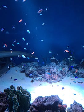 マクセル アクアパーク品川に投稿された画像（2021/1/23）