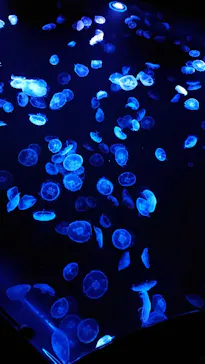 すみだ水族館に投稿された画像（2021/1/23）