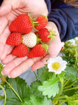 井上寅雄農園に投稿された画像（2021/1/23）