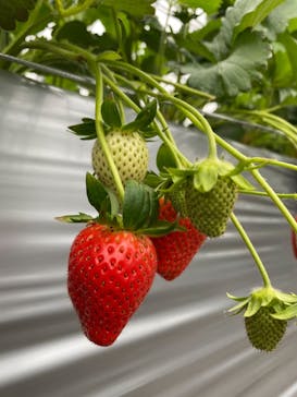 いのさんの観光農園に投稿された画像（2021/1/23）